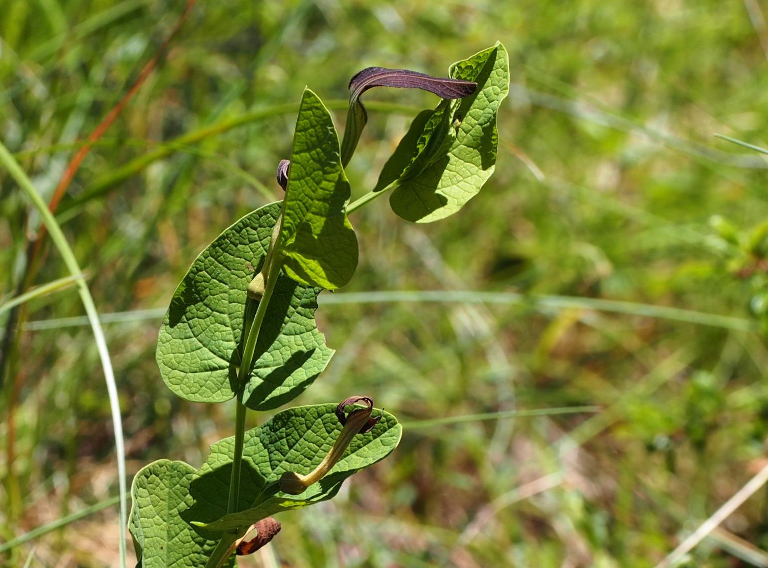 Smearwort